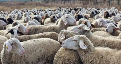 Огнище на шарка по овцете и козите пламна в Шабла