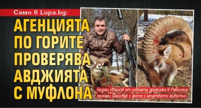 Само в Lupa.bg: Агенцията по горите проверява авджията с муфлона