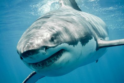 Акули гиганти атакуваха САЩ