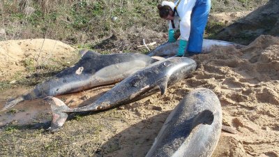 Рекорден брой мъртви делфини по френското крайбрежие