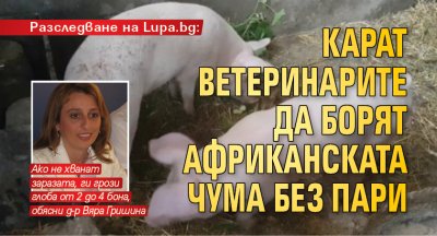 Разследване на Lupa.bg: Карат ветеринарите да борят африканската чума без пари