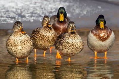 Биооръжие: Китай праща 100 000 патки на бой със скакалци