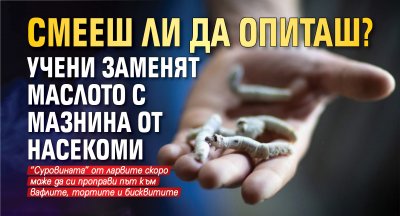 Смееш ли да опиташ? Учени заменят маслото с мазнина от насекоми