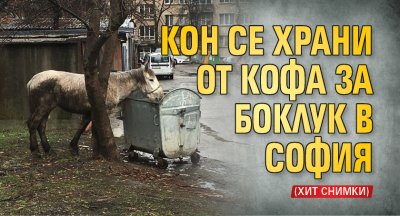 Кон се храни от кофа за боклук в София (хит снимки)