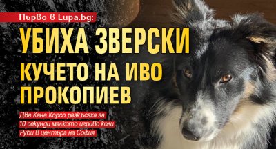 Първо в Lupa.bg: Убиха зверски кучето на Иво Прокопиев