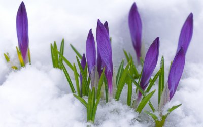 Пролетно: Иде сняг, живакът пада