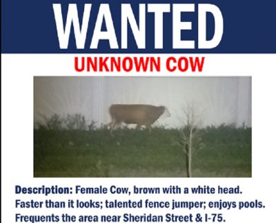 Крава беглец побърка полицията във Флорида