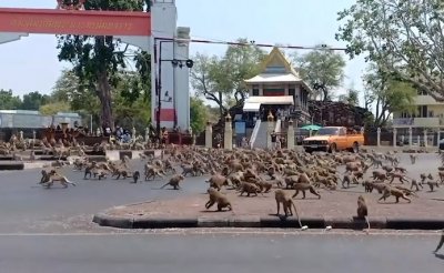 Животни превзеха градовете под карантина (ВИДЕО)