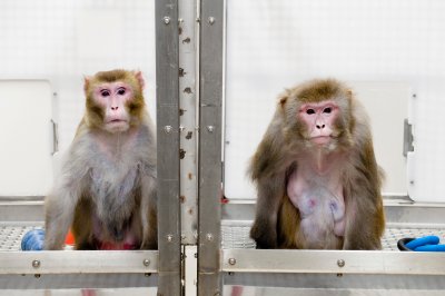 Китай пробва ваксина върху маймуни