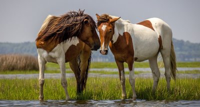 Гените на конете се изменят бързо през последните 200-300 години