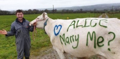 Британец предлага брак с крава
