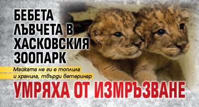 Бебета лъвчета в хасковския зоопарк умряха от измръзване