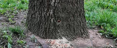 Жители на кв. "Изгрев" пред Lupa.bg: Изроди убиват дървета с нафта!