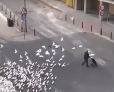 Гладни гълъби нападат в Испания