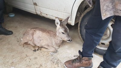 Лесничеи спасиха сърничка в Неделино