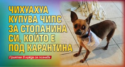 Чихуахуа купува чипс за стопанина си, който е под карантина