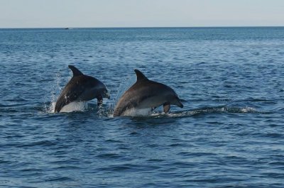 Мъжките делфините работят като екип