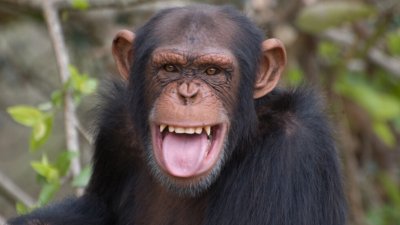 Как шимпанзетата се лекуват от корона депресия?
