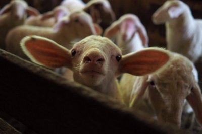 Ветеринари ще проверяват закланите агнета 