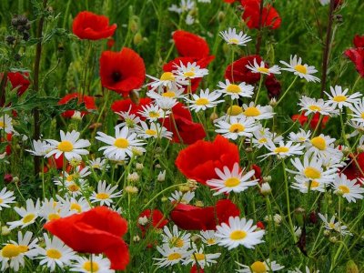 Цветница е, много имена черпят днес