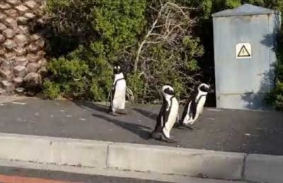 Пингвини се разходиха по безлюдните улици в Южна Африка