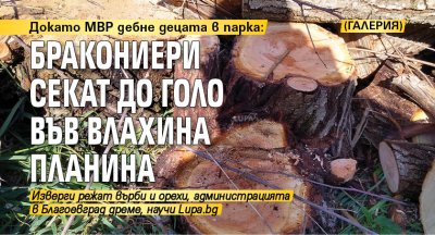 Докато МВР дебне децата в парка: Бракониери секат до голо във Влахина планина (ГАЛЕРИЯ)