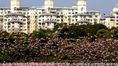 Фламинга превзеха индийски град