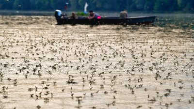 Светът е изгубил над една четвърт от насекомите си за 30 г.