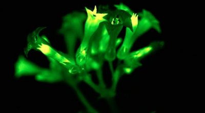 Учени създадоха светещо цвете