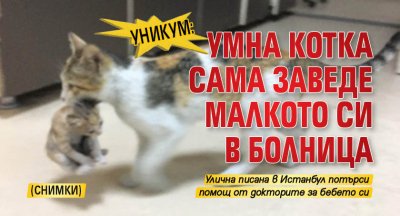 Уникум: Умна котка сама заведе малкото си в болница (снимки)