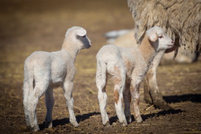Рецидивист разби кошара, отмъкна 8 агнета