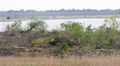 Унищожиха единствената гнездова колония на големи корморани у нас
