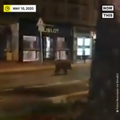 Дива свиня посети фестивала в Кан