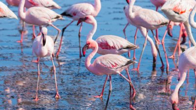 Излюпиха се 12 розови фламинго
