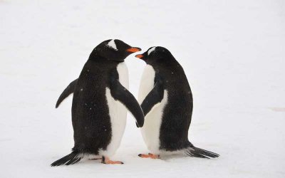 Половината пингвини в ирландския аквариум са гей