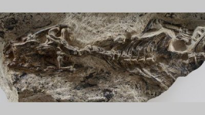 Откриха скелет на гущер, живял преди 15 млн. години