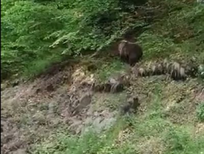 Баба Меца с две бебета край Рилския манастир (ВИДЕО)