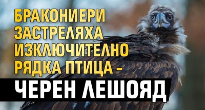 Бракониери застреляха изключително рядка птица – Черен лешояд