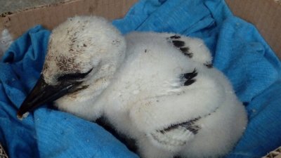 Бебе-щъркелче спасено от служители на РИОСВ – Пловдив