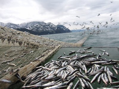 Любопитно: Вижте коя риба в Черно море кога се хваща