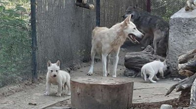 Три бели вълчета се родиха във варненския зоопарк