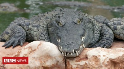 Испанската полиция издирва крокодил