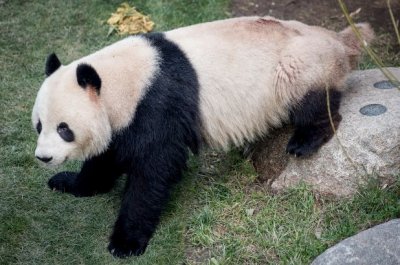 Панда избяга от зоопарк в Копенхаген