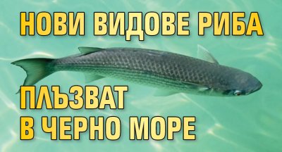 Нови видове риба плъзват в Черно море