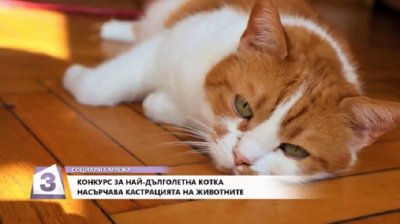 Котката Грета от Сопот участва в конкурс за столетници