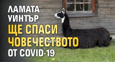 Ламата Уинтър ще спаси човечеството от COVID-19