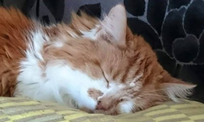 Почина най-старата котка в света