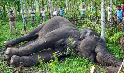 Стотици слонове измряха мистериозно в Ботсвана
