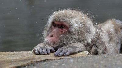 Маймуни, заразени с коронавируса, имат краткосрочен имунитет