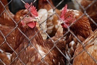 Шок! Забраняват на България износа на яйца и пилешко